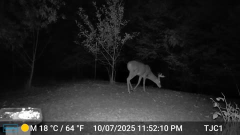Buck