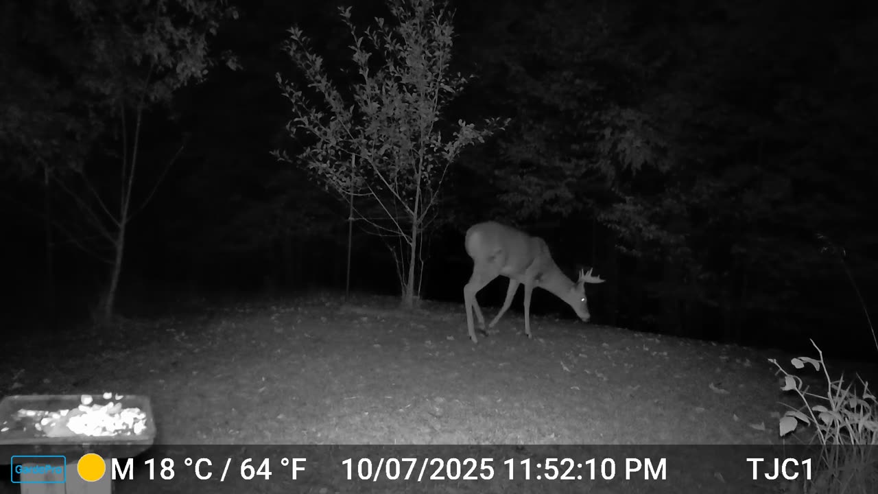 Buck