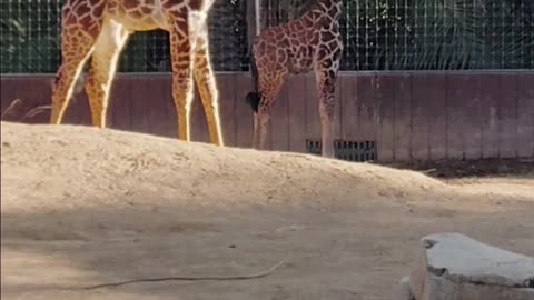 Baby Giraffes at The San Diego Zoo