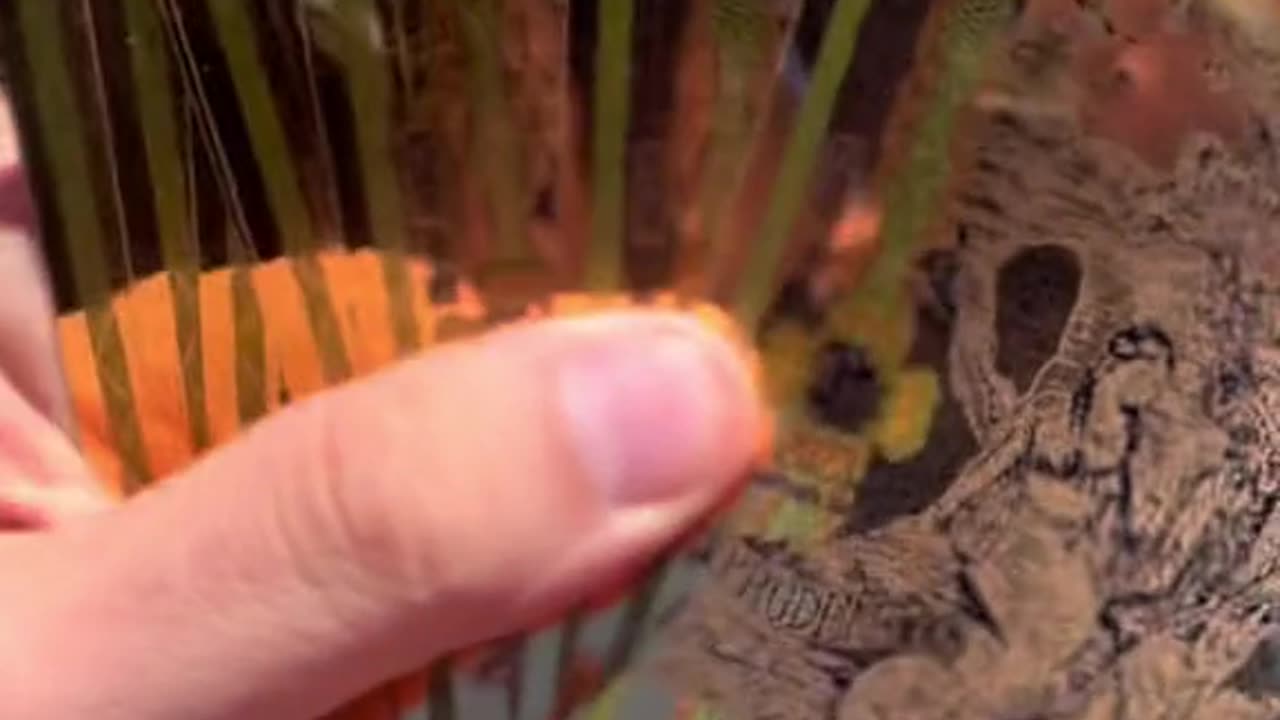 V15 Compra Billetes de oro!