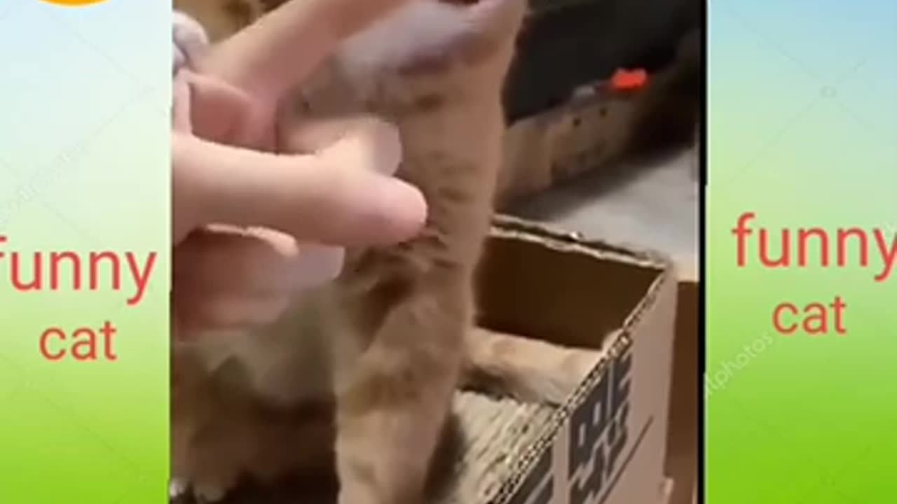 Gray Kitten White Mouse Playing