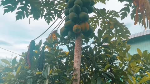 Papaya tree