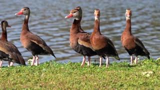 Whistling Ducks