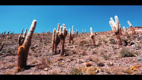 PSALM 021 // JOY IN THE SALVATION OF THE LORD