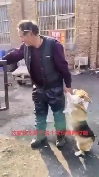 中国。愛らしいコーギー犬を肉屋に売る中国人･･･