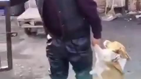 中国。愛らしいコーギー犬を肉屋に売る中国人･･･