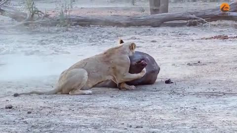 animals