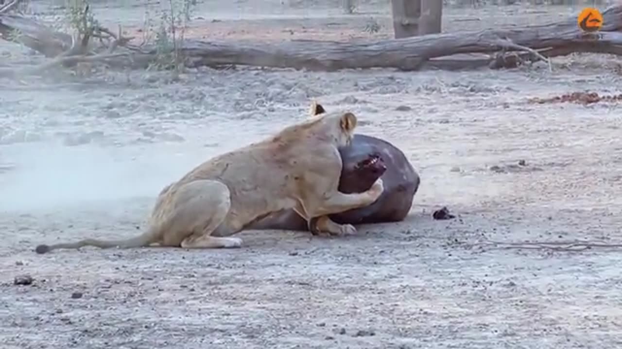 animals
