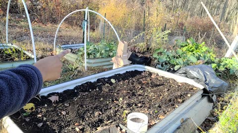 Garlic Planting (Nov 8)