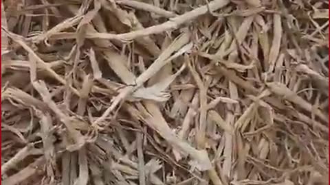 Six of Family, Including Four Children, Found Dead in House Fire After Brutal Killings