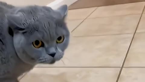 funny cute animals best moments #funny #animals #pets