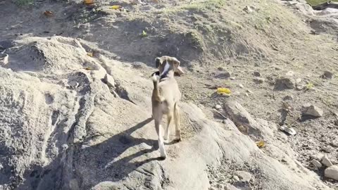Puppy Saves Fish's Life by Taking It to the River