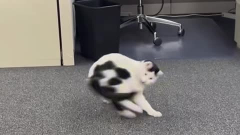 Funny cat videos