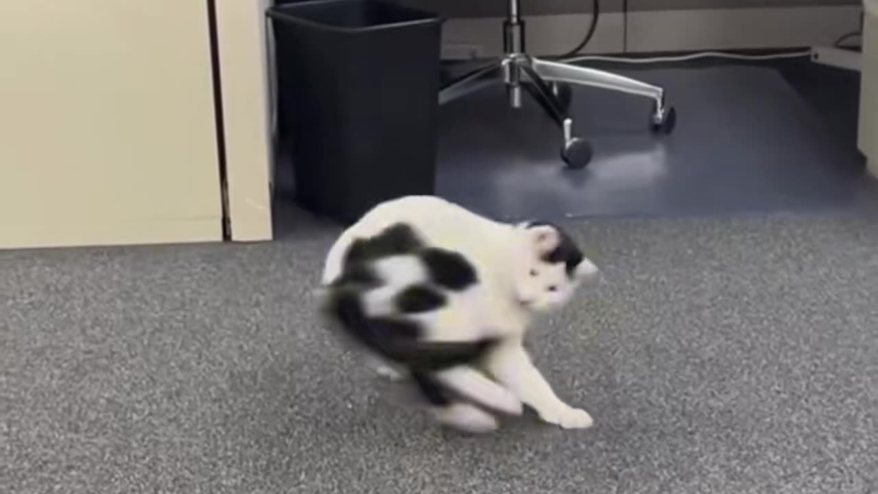 Funny cat videos