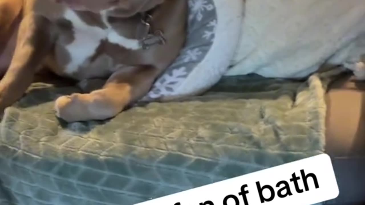 Dogs