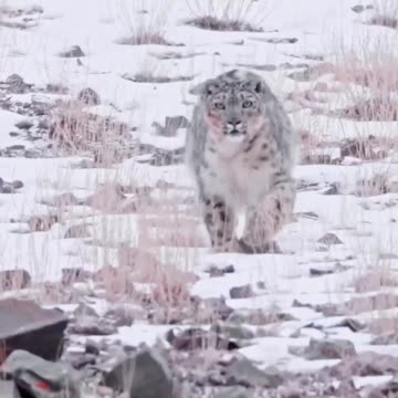 The ghost of the Himalayas