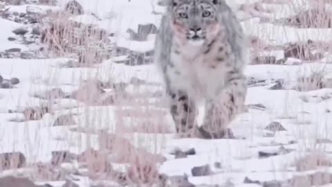 The ghost of the Himalayas