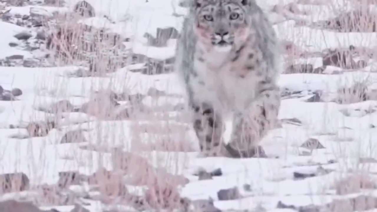 The ghost of the Himalayas