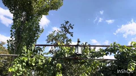 Nature life ｜ tomato drying season