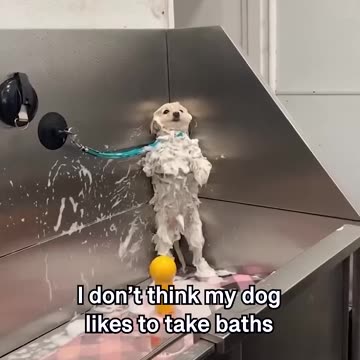 #120 Funniest Cats And Dogs videos 🐶🐱 #funny #animals #cuteanimals