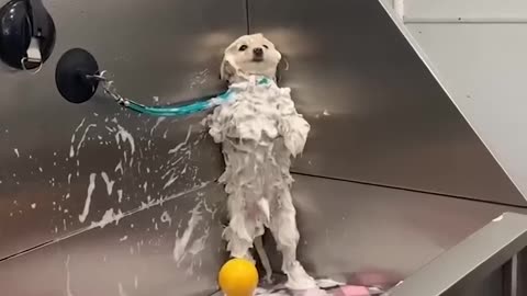 #120 Funniest Cats And Dogs videos 🐶🐱 #funny #animals #cuteanimals