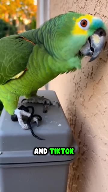 Parrot 🦜 Rebellion