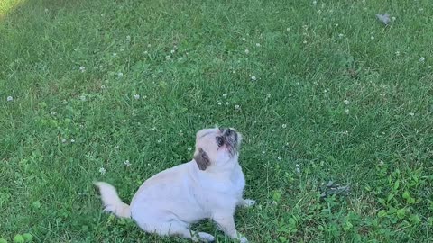 Backyard Gremlin Has Beef With the Hose