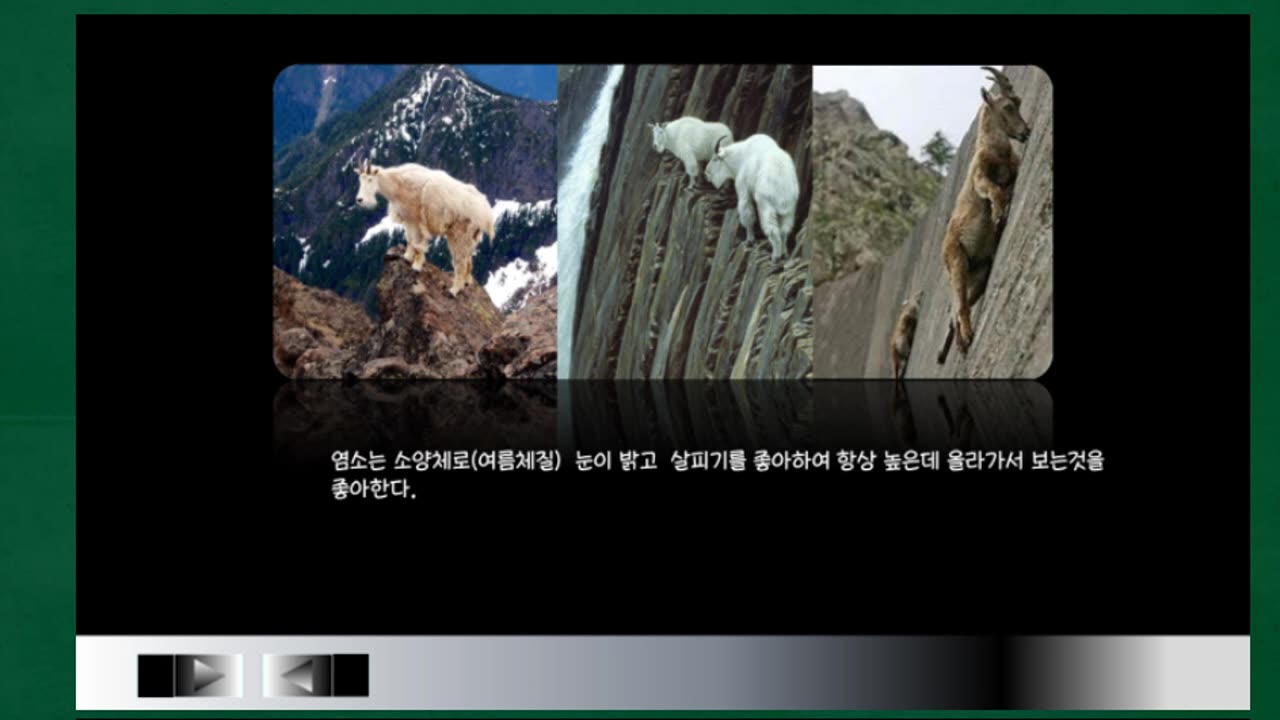 염소는 왼편 양은 오른편 사상의학적으로 염소고기는 소음인, 양고기는 태양인에게 좋은 특별음식인 이유는 집단성