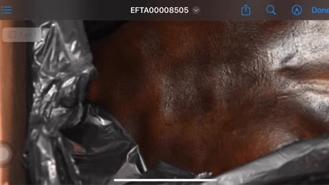 Torso and dog found at Epstein’s residence