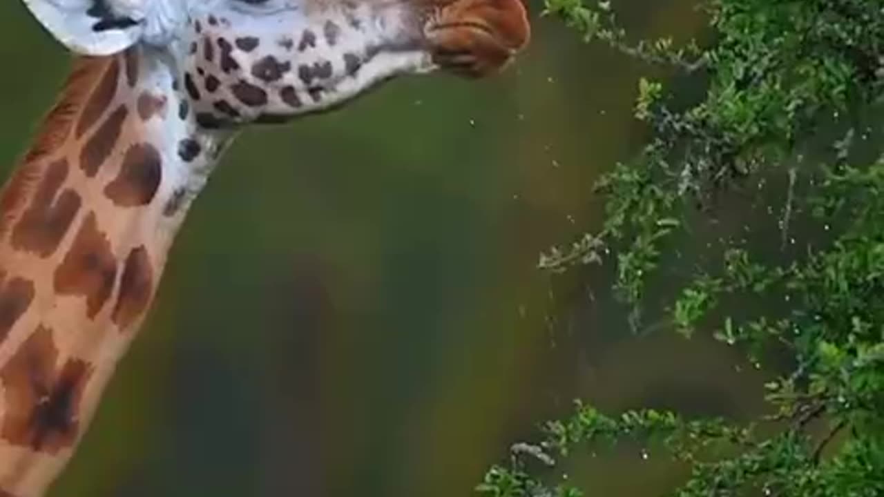 Beautiful animal videos