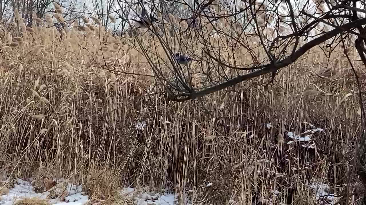 Blue jays.