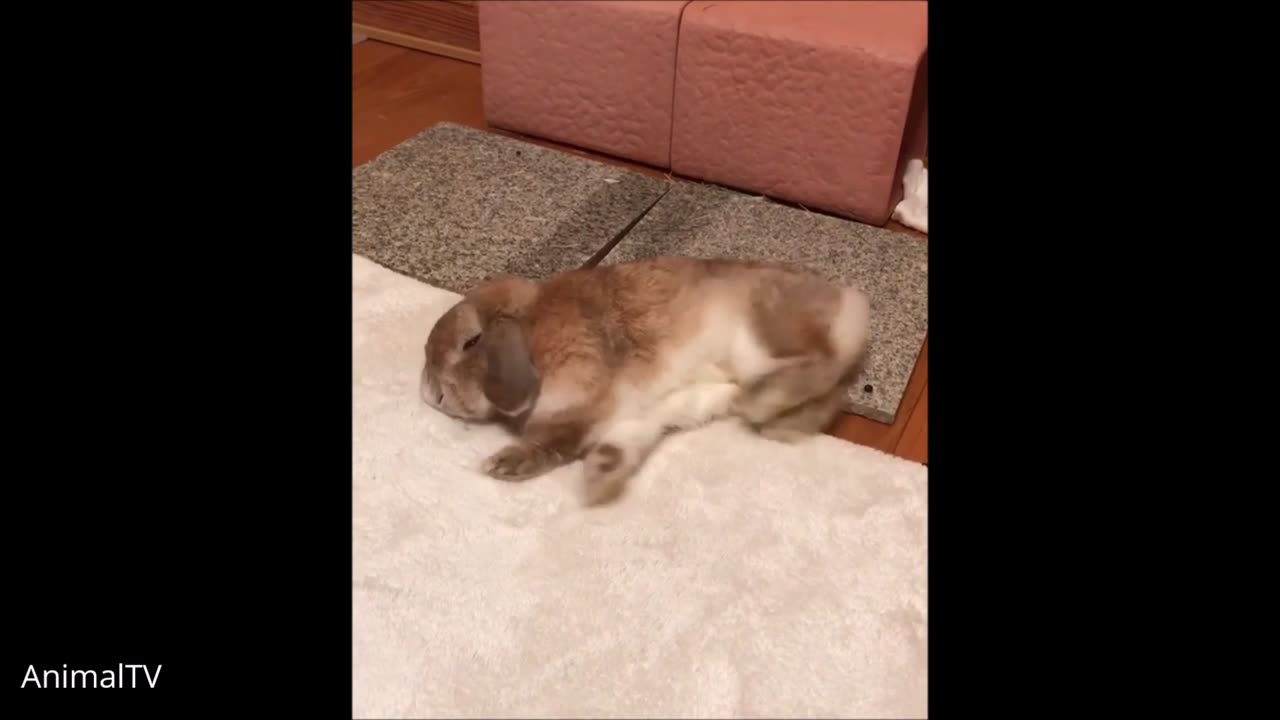 Warning: The Cutest Bunny Rabbits Thumping Will Melt Your Heart! 💖🐇 (Watch at Your Own Risk!)
