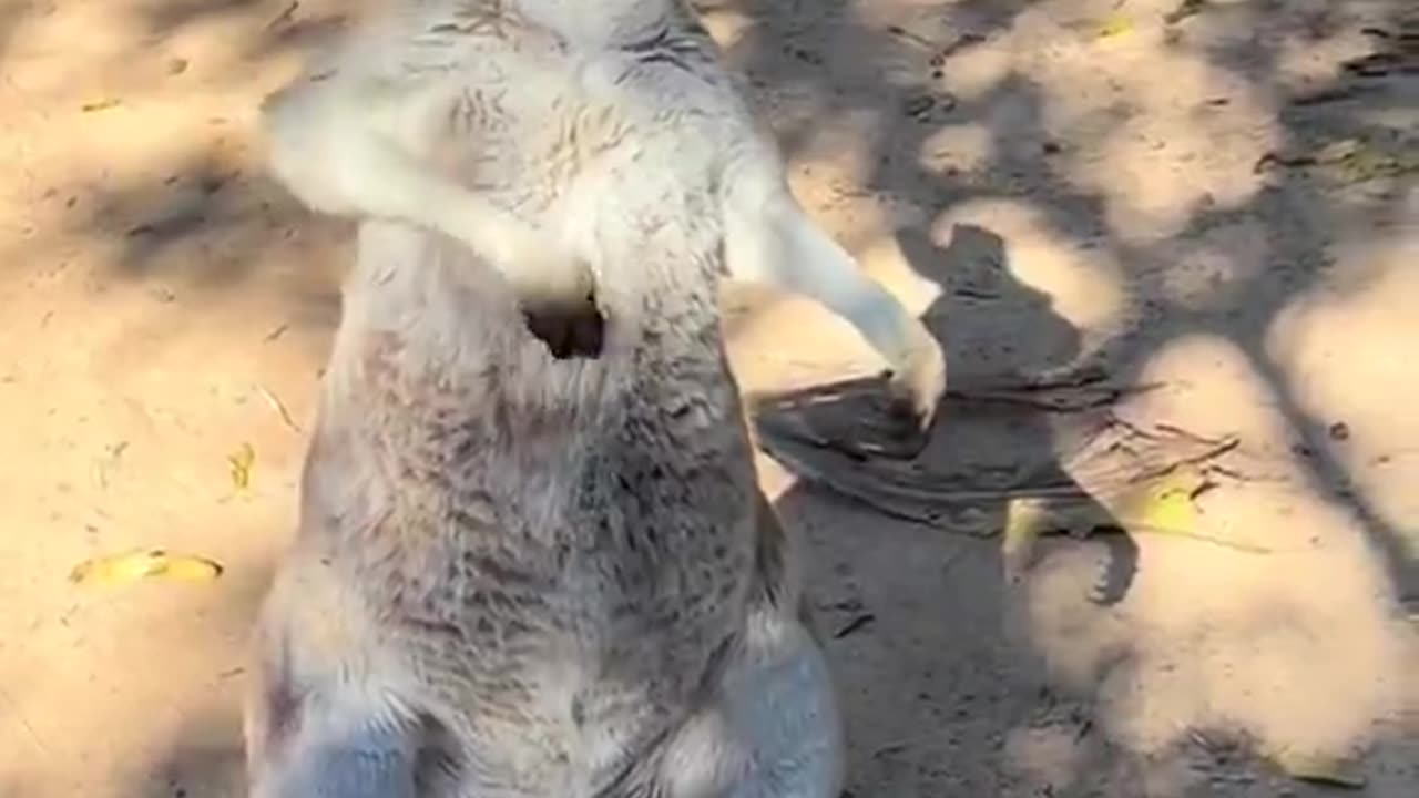"By now you should’ve somehow realized i’m a kangaroo" (Oasis · Wonderwall, Air guitar version)