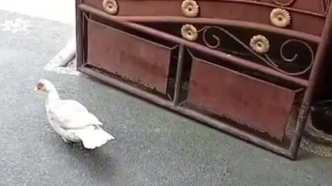 "Sneaky Duck Breaks Into Empty House for a Secret Drink — Hilarious Animal Comedy!"