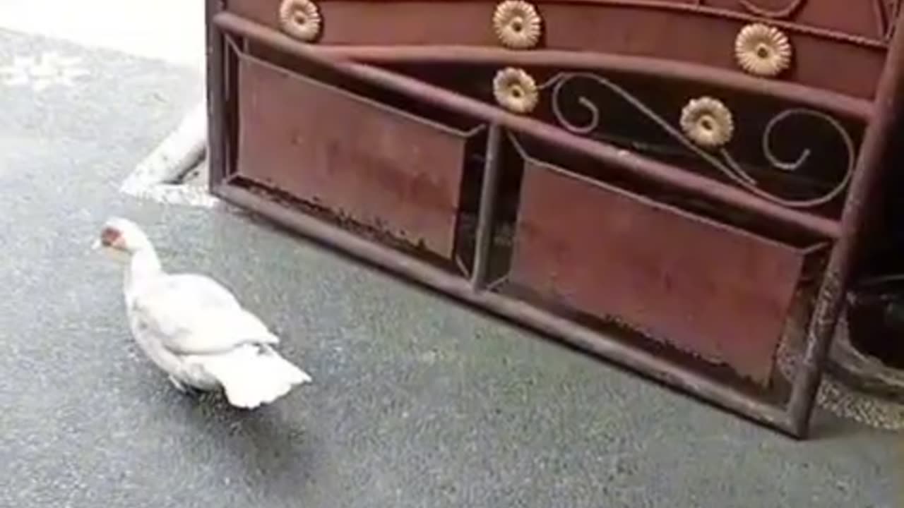 "Sneaky Duck Breaks Into Empty House for a Secret Drink — Hilarious Animal Comedy!"