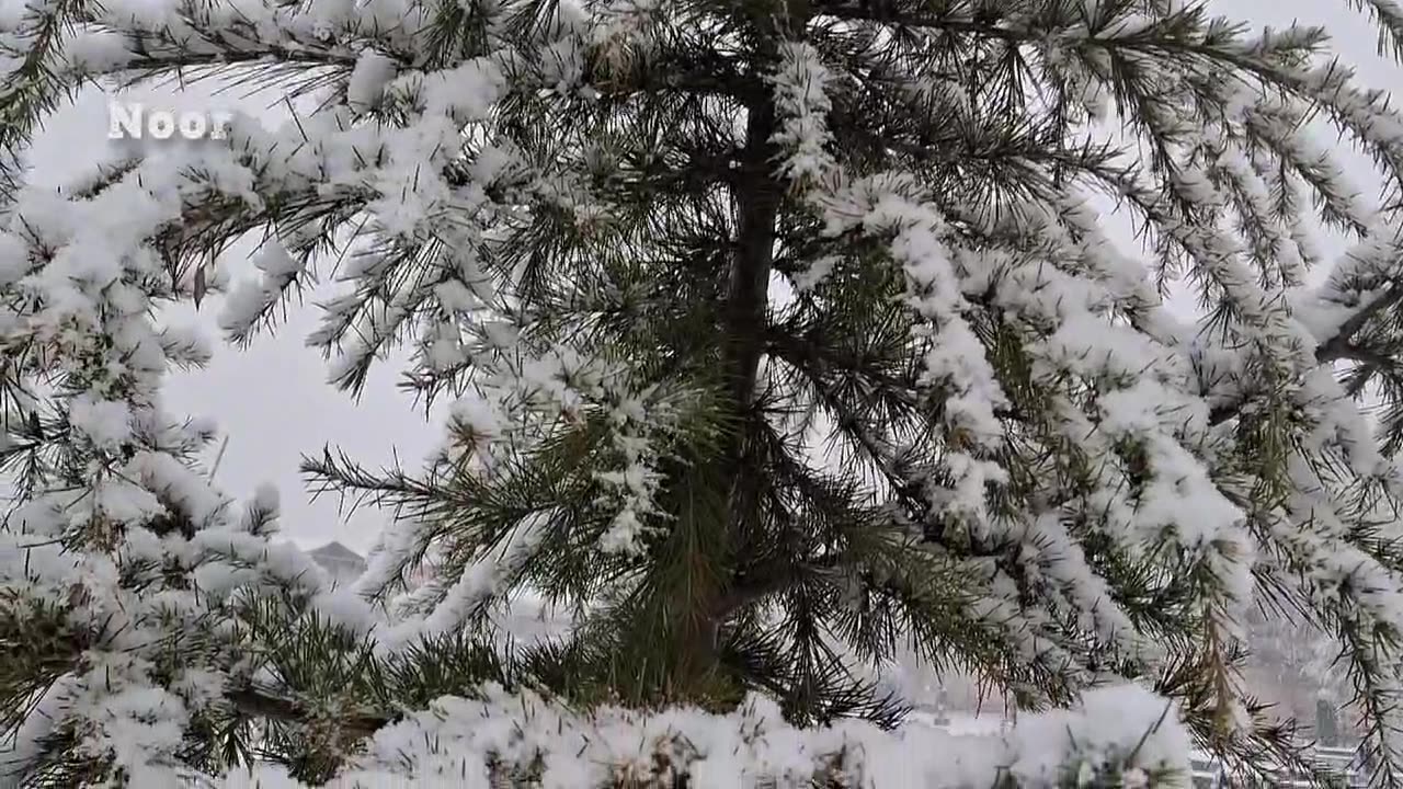 #snow #kashmir #srinagar