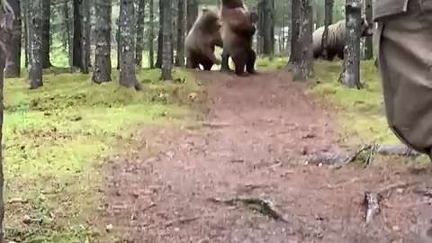 Viral: Close Encounter With Alaskan Brown Bears || ViralHog
