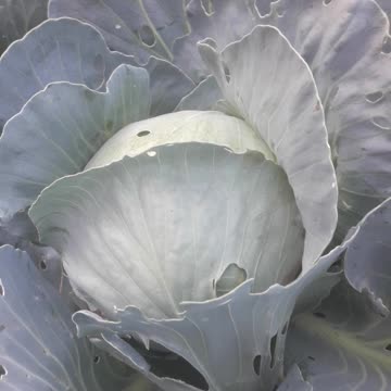 Cabbage is ripe