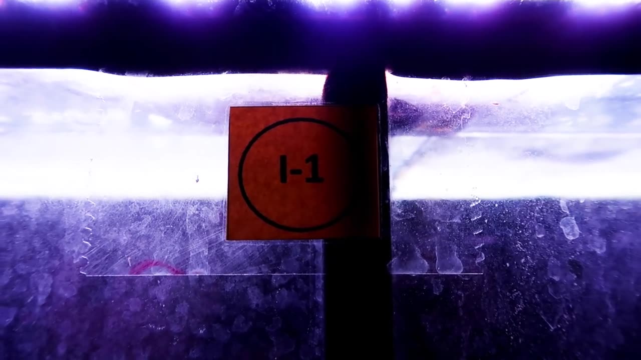 【龍爵士】老種 極上藍底 26公分 (3)