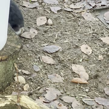 Daily Dose of Bunny Calm 🌙