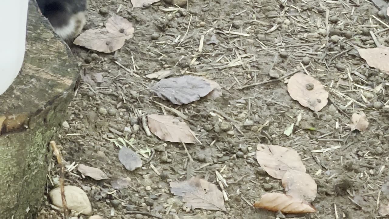 Daily Dose of Bunny Calm 🌙