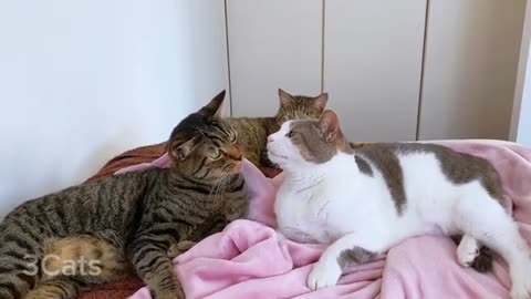 When you want to be nice to your girlfriend but she's a jerk hahaha