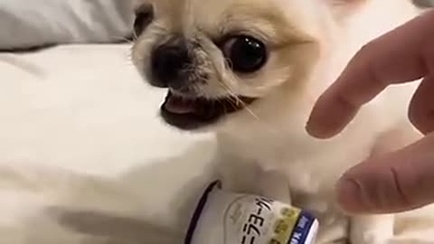 Angry And Cute Dog 🐶❤️