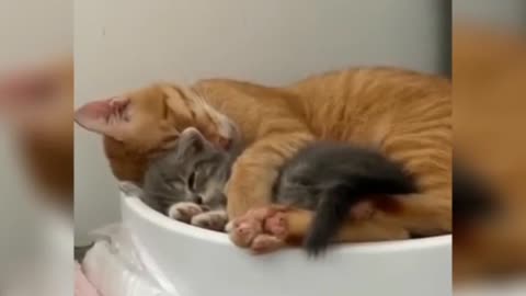 cat sleeping video