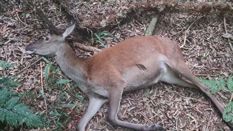 Bush hunting deer