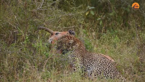 Leopard Surprises Fighting Impala Rams – A Wild Sighting!