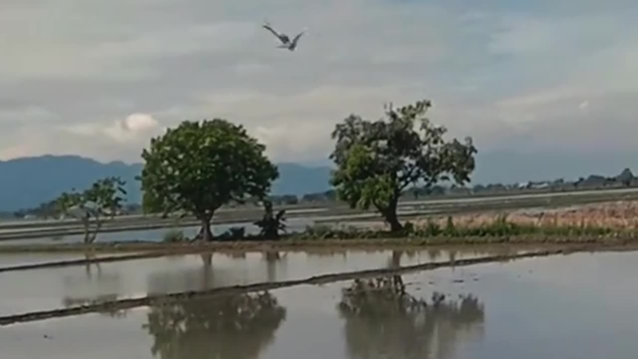Messenger Birds: A Tribute to the Carrier Pigeon"