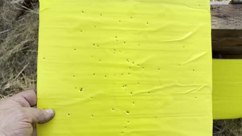 9mm Flobert Center-Fire Accuracy and Load Develpoment
