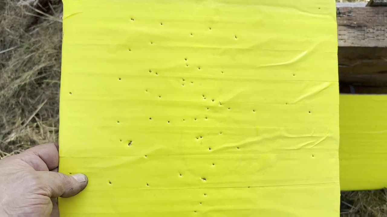 9mm Flobert Center-Fire Accuracy and Load Develpoment