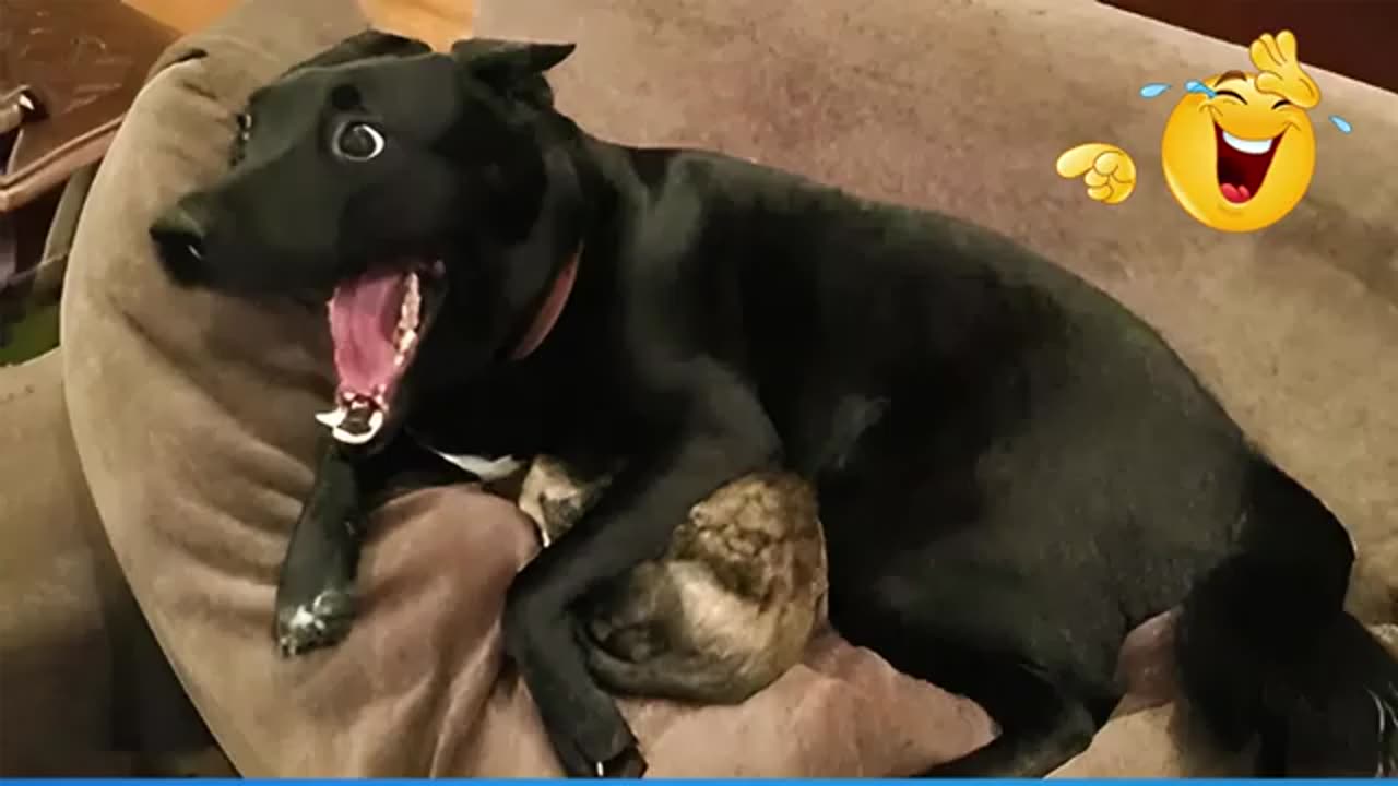 Cutest & Funniest Pets Compilation | Funniest Pet Video Compilation – You’ll Laugh Nonstop